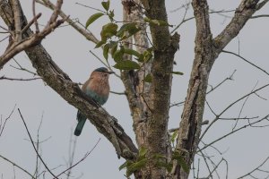 Indian Roller