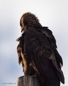 The Local Golden Eagle Pays a Visit