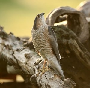 Sparrow Hawk