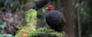 Crimson-headed Partridge