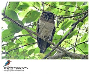 Brown Wood Owl