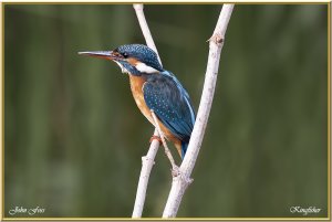 Kingfisher