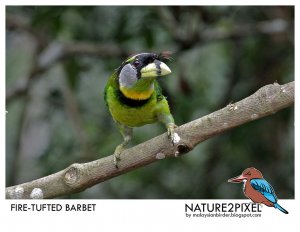 Fire-tufted Barbet