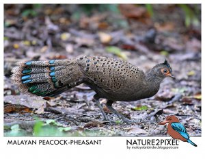 Malayan Peacock-Pheasant