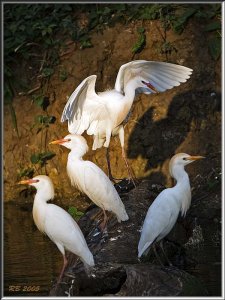 Cattle Egret