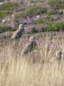 Three Stone Curlew