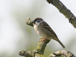 Tree Sparrow