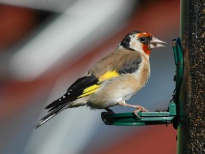 Goldfinch