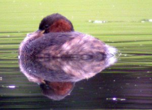 little grebe