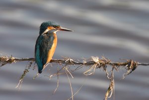 Kingfisher