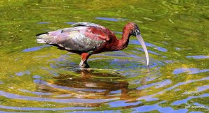 Glossy Ibis