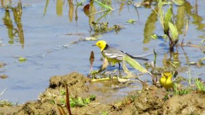 Citrine Wagtails (male & female)