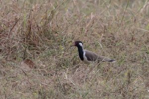 Red-wattled Lapwing