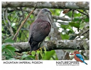 Mountain Imperial Pigeon