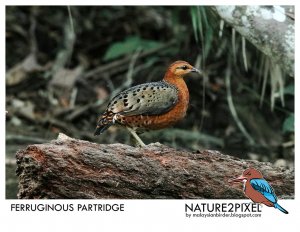 Ferruginous Partridge