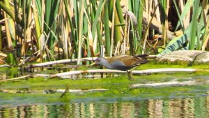 Little Crake