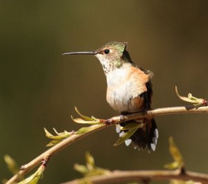 Rufous Hummingbird