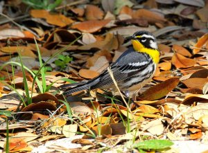 Yellow-throated Warbler