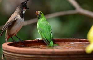 An argument  at the birdbath.