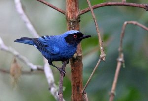 Masked Flowerpiercer