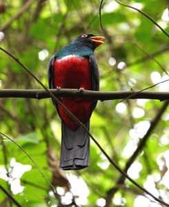 Ecuadorian Trogon