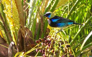 Golden-hooded Tanager