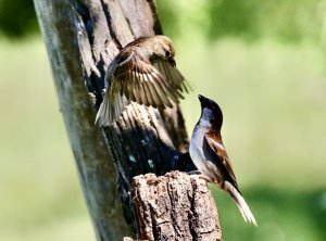 Sparrows in the tree top