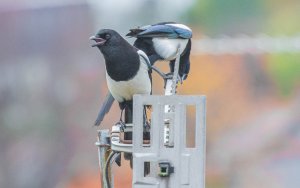 Common Magpies