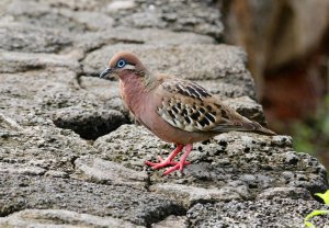 Galapagos Dove