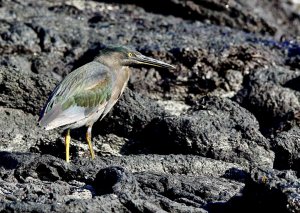 Lava Heron