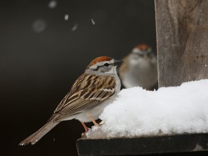 Chipping Sparrow snowbird