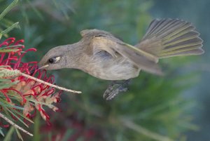 "Australian Hummingbird"
