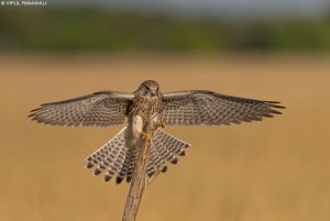 Common Kestrel | Falco tinnunculus