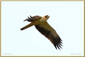 Booted Eagle