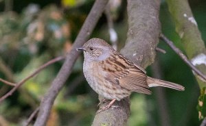 Dunnock