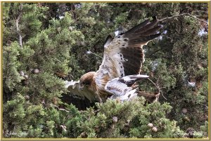 Booted Eagle got lucky!