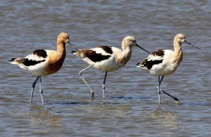 American Avocets