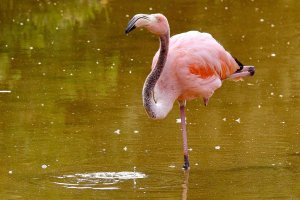 American Flamingo