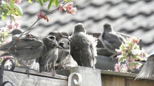 Starlings (Sturnus vulgaris)