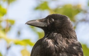 Carrion Crow