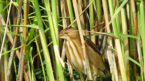 Little Bittern - Female