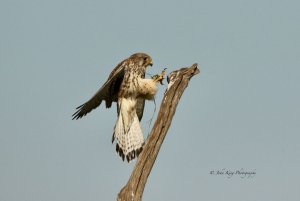 Landing Gear Down