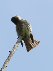 Olive Sided Flycatcher