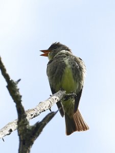 Olive Sided Flycatcher