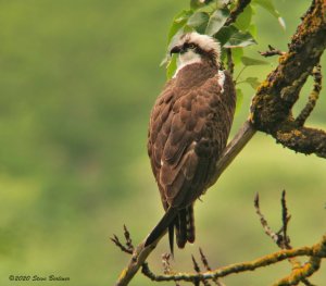 Osprey