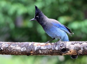 Stellar's Jay