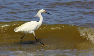 Snowy Egret