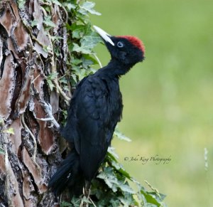 BLACK WOODPECKER