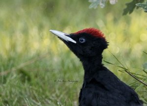 BLACK WOODPECKER