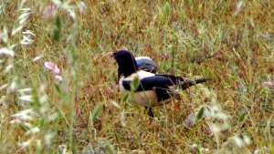 Rose-coloured Starling